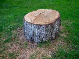 Best Tree Risk Assessment  in Portland, TX