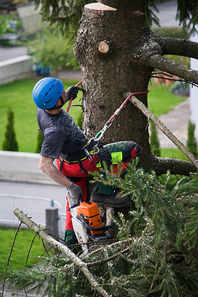 Professional Tree Removal in Portland, TX