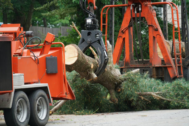 Best Stump Grinding and Removal  in Portland, TX