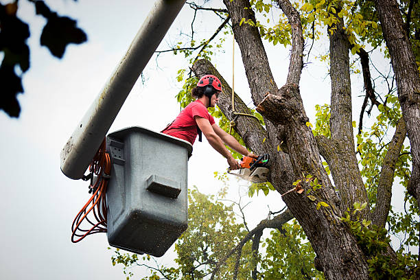 Best Palm Tree Trimming  in Portland, TX