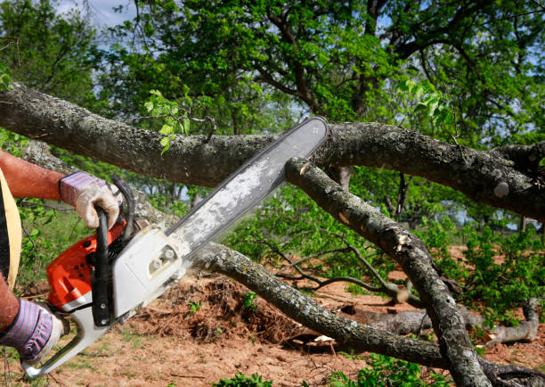 Best Landscape Design and Installation  in Portland, TX